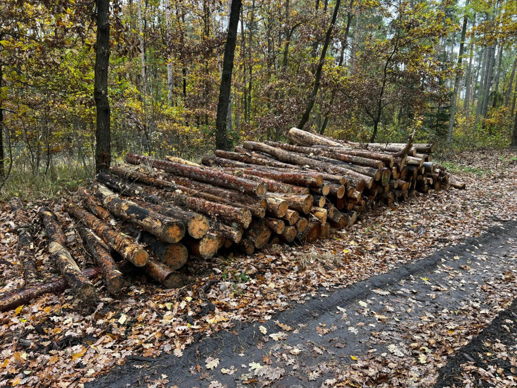 Palivové Dříví Borovice 2,5m