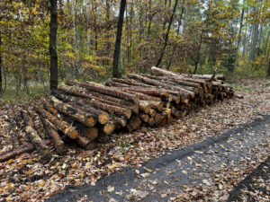 Palivové Dříví Borovice 2,5m - fotka 1