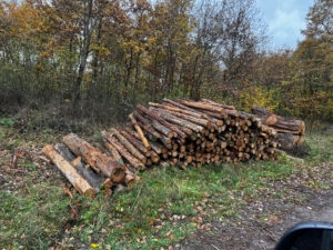 Palivové Dříví Borovice 2,5m - fotka 2