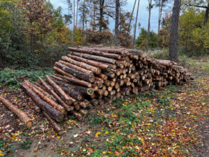 Palivové Dříví Borovice 2,5m - fotka 3