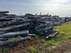 Akátové dříví - fotka 3