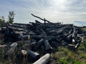 Akátové dříví - fotka 2