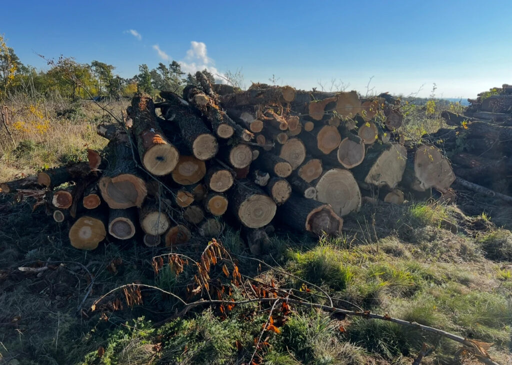 Palivové dříví dub 4m