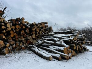 AKÁT 4 m (S PŘÍMĚSÍ TŘEŠNĚ) - fotka 2