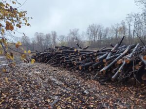 PRODÁM PALIVOVÉ DŘÍVÍ – JASAN 4 m - fotka 1