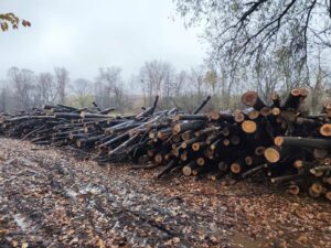 PRODÁM PALIVOVÉ DŘÍVÍ – JASAN 4 m - fotka 2