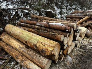 KPZ smrk borovice  2,5m a 5m - fotka 5