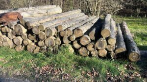 Smrk 4m +20 - fotka 2