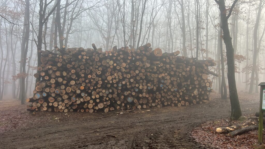 Palivové dříví Jasan