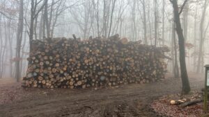 Palivové dříví Jasan - fotka 1