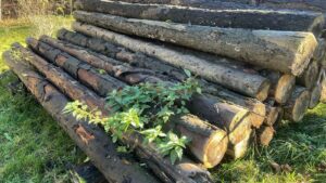 Smrk 4m +20 - fotka 1