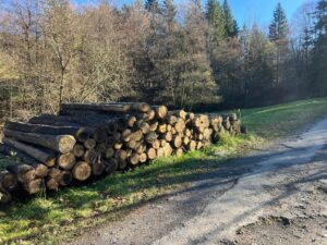 Smrk 4m +20 - fotka 4