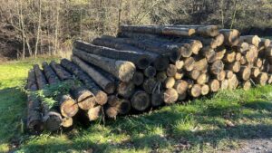 Smrk 4m +20 - fotka 3