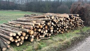 Palivo smrk 4m - fotka 5