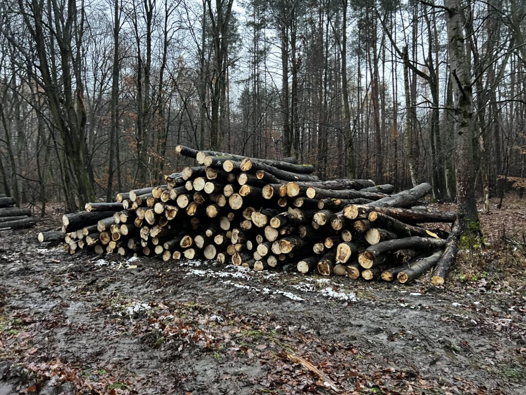 Palivové dříví osika