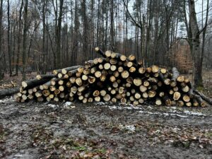 Palivové dříví osika - fotka 2