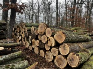 Duby kulatina - fotka 6