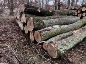 Duby kulatina - fotka 4