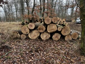 Duby kulatina - fotka 5