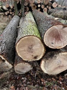 Duby kulatina - fotka 3