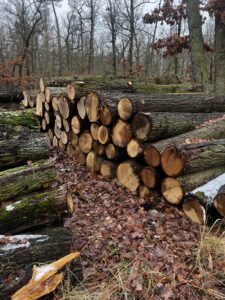 Duby kulatina - fotka 2