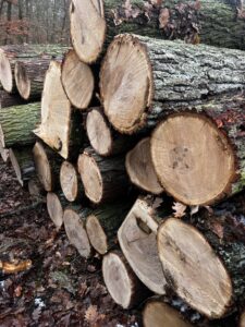 Duby kulatina - fotka 1