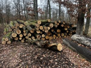 Palivové dříví dub - fotka 2