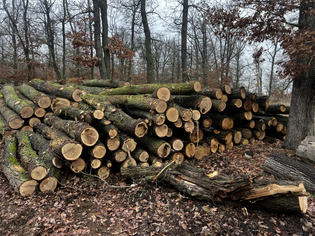 Palivové dříví dub