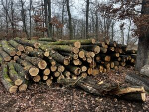 Palivové dříví dub - fotka 1