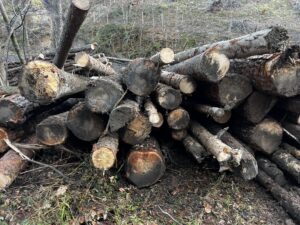 Smrk,Borovice, jedle a modřin - fotka 4