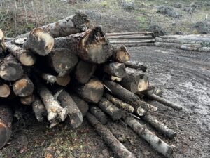 Smrk,Borovice, jedle a modřin - fotka 5