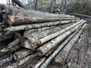 Smrk,Borovice, jedle a modřin - fotka 6