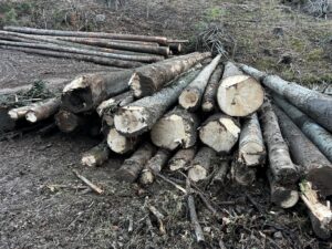 Smrk,Borovice, jedle a modřin - fotka 8