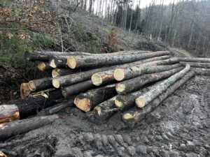 Smrk,Borovice, jedle a modřin - fotka 2