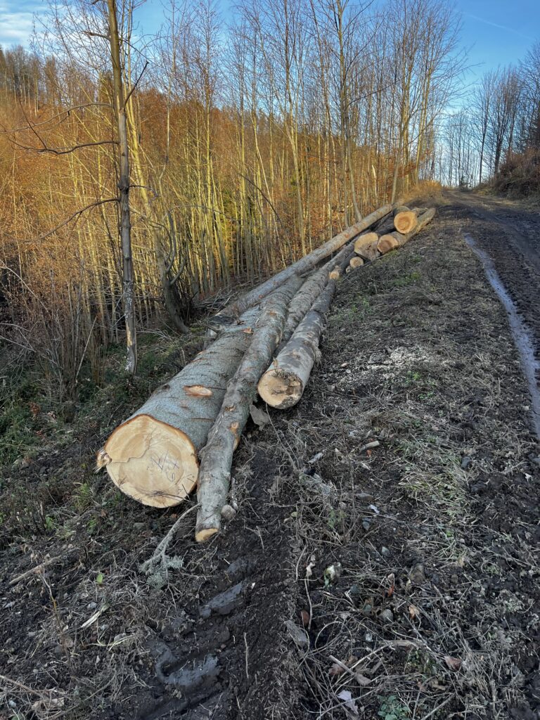 Smrk,Borovice, jedle a modřin