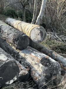 Smrk,Borovice, jedle a modřin - fotka 9