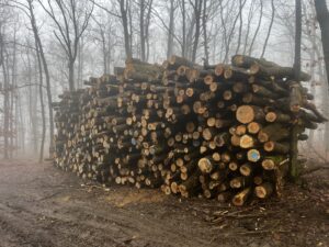 Palivové dříví Jasan - fotka 2