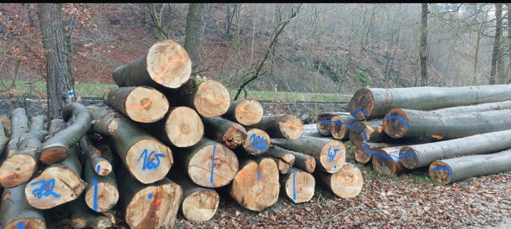 Palivové dříví Buk