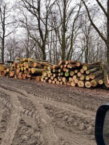 Palivové dříví Buk 4m - fotka 4