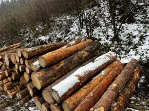 KPZ smrk borovice  2,5m a 5m - fotka 4