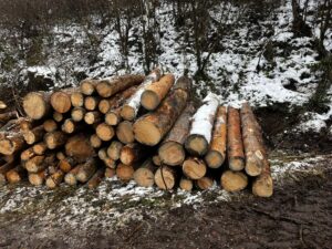 KPZ smrk borovice  2,5m a 5m - fotka 3