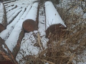 Modřin 30+ - fotka 6