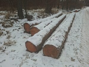 Modřin 30+ - fotka 5