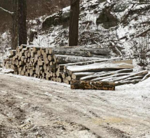 Palivové dříví Buk 4m - fotka 1