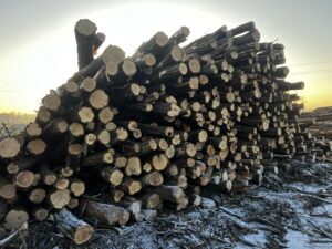 Akát kulatina od 16cm 4m - fotka 3