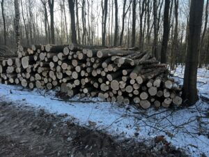 Palivové dříví dub - fotka 5