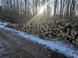 Palivové dříví dub - fotka 4