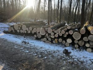 Palivové dříví dub - fotka 3