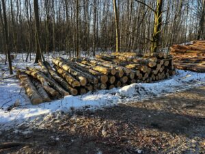 Palivové dříví bříza - fotka 1