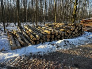 Palivové dříví bříza - fotka 2